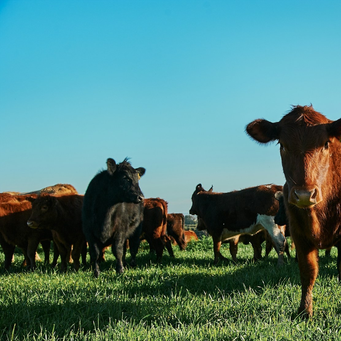 Cows on a farm